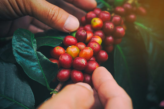 What is Natural Process Coffee? | 3 Arrows Coffee Co.