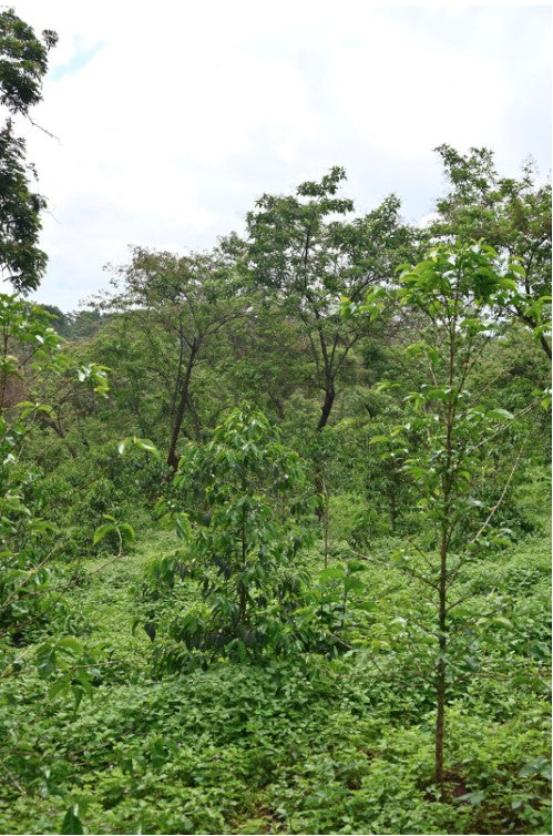 Ethiopia Single Origin Coffee – Yirgacheffe, Kefyalew Obese